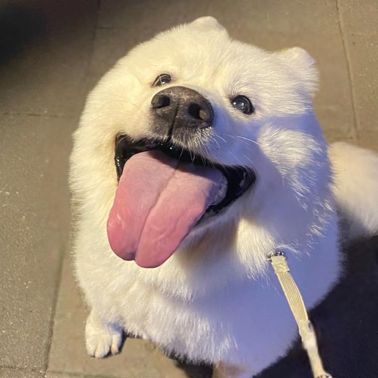 周柏豪