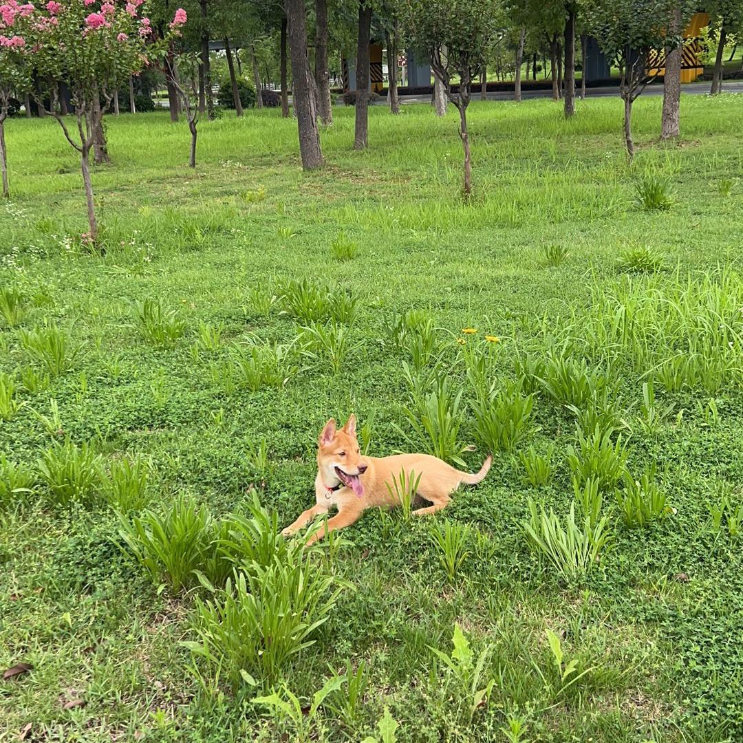 葫芦娃
