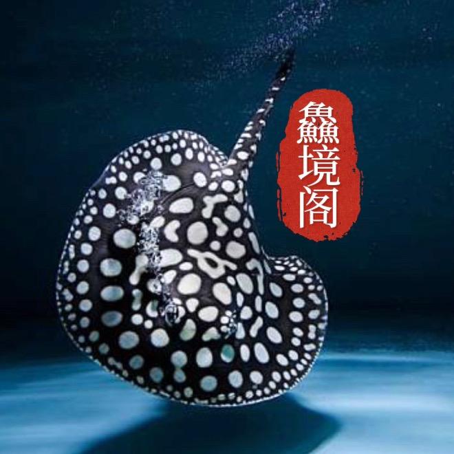 鱻境阁水族