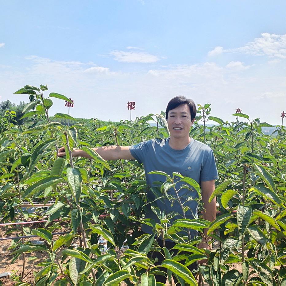 莱阳市吕格庄镇绿油樱桃苗木合作