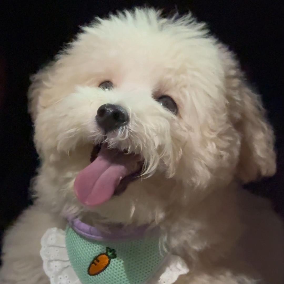 泡芙是小可爱