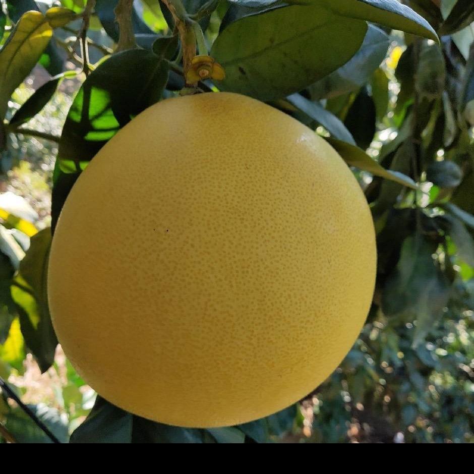 AA福建红心蜜柚（诚信赢天下）