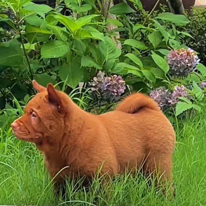 重生在金华养狗