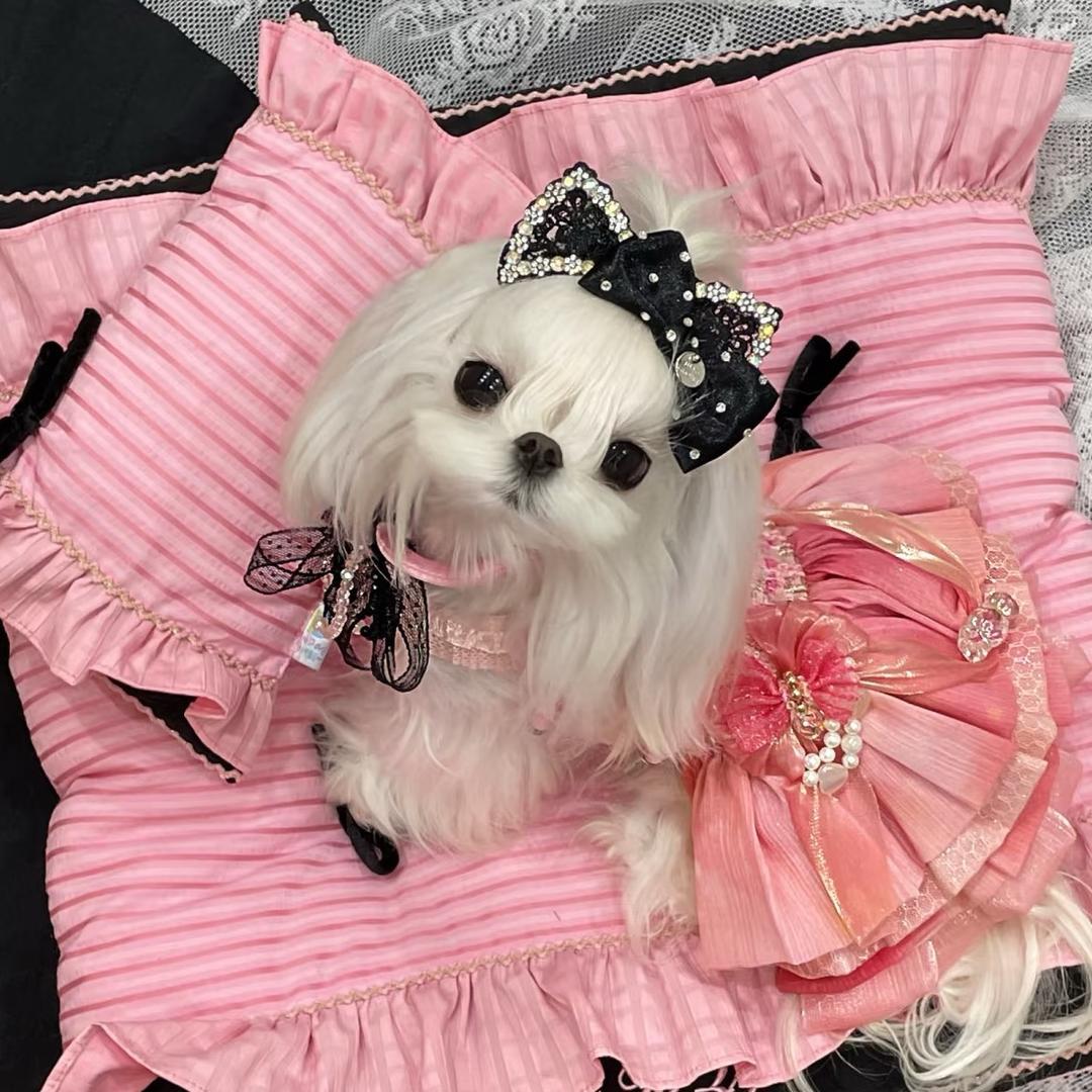 🐾憨憨家的哈基米