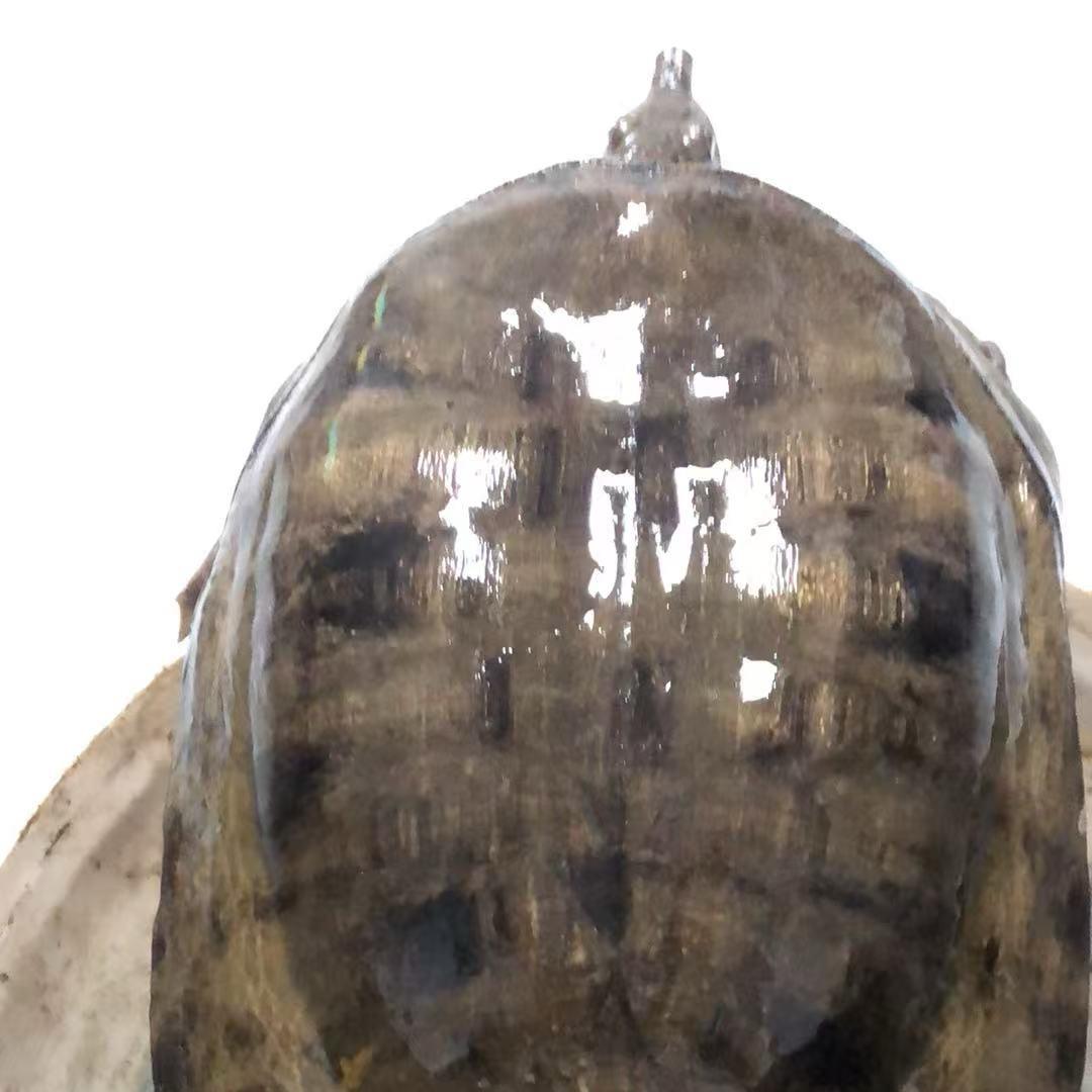 捕鱼达人🐟