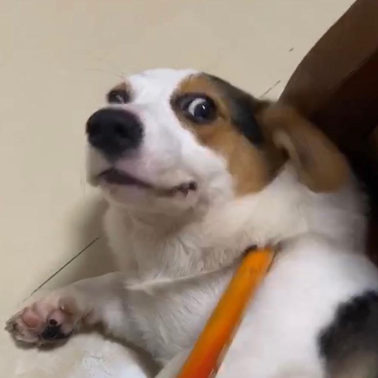 番茄林💋
