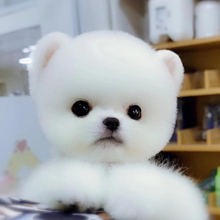 北方之宠•博美俊介茶杯犬比熊