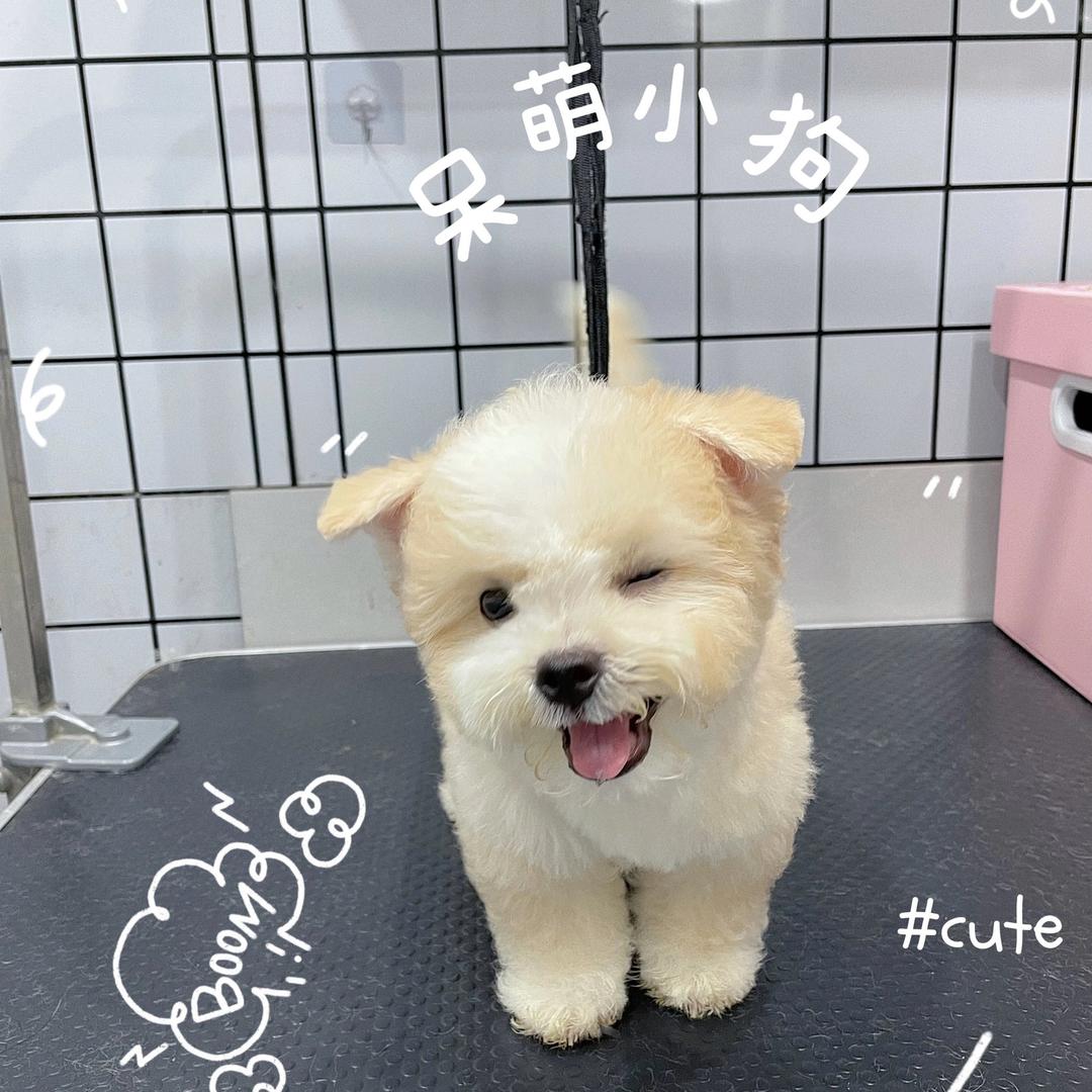 四叶草
