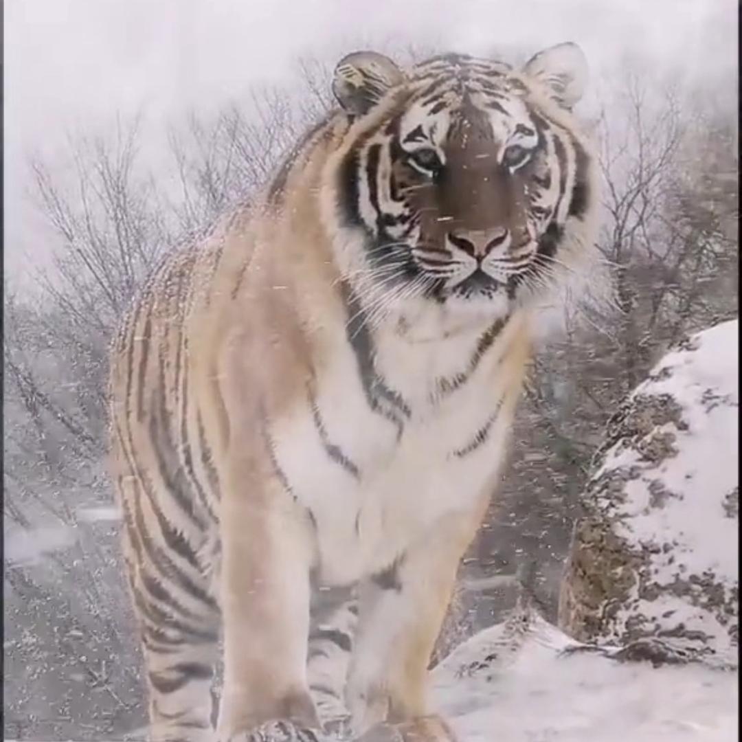 萌宠的快乐