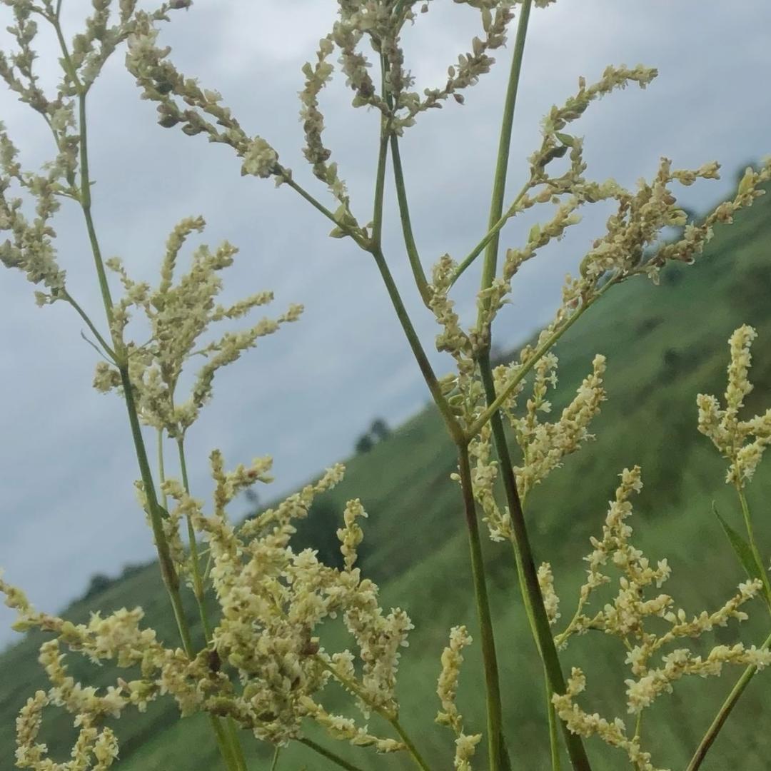 AAZsongBai