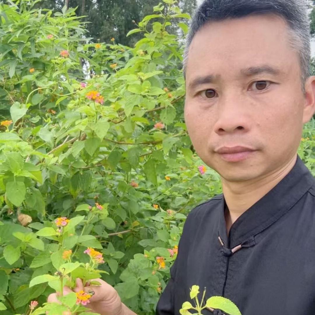 辉哥讲草本植物