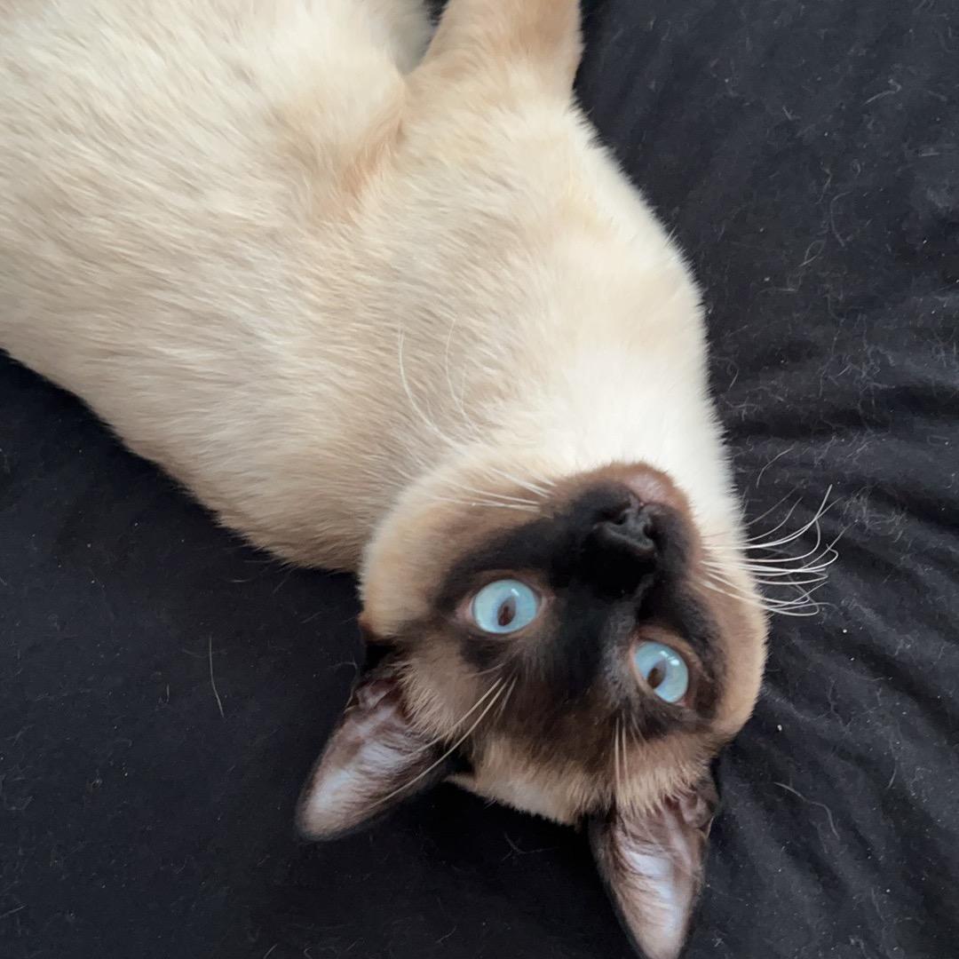 砰砰猫