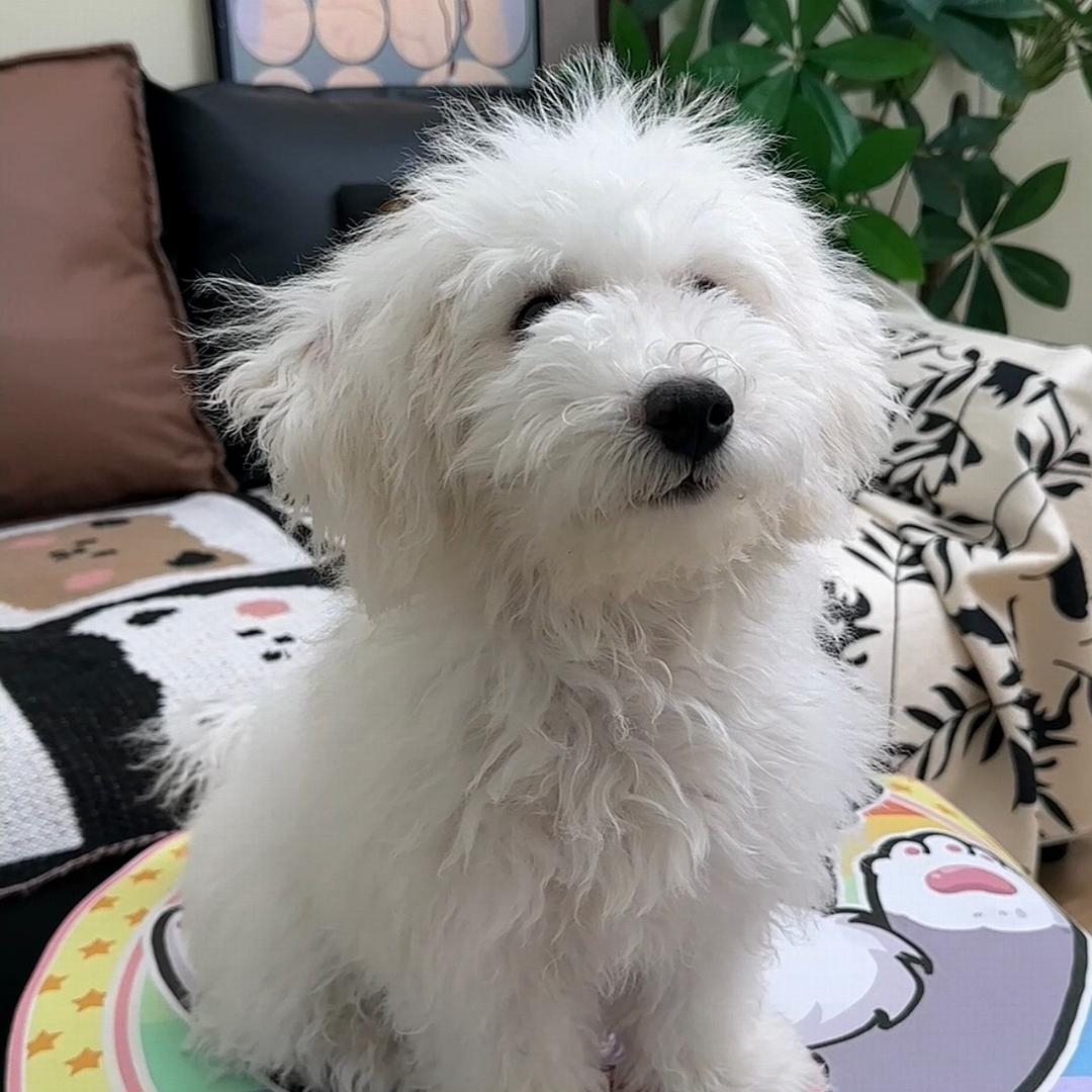 禾禾吖
