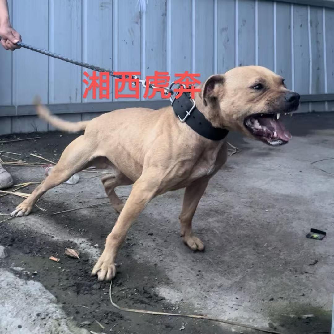 湘西虎贲比特犬-业余玩家