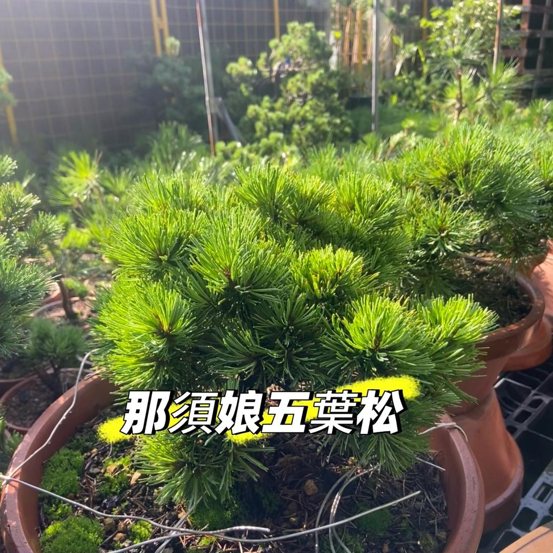 四明黎庶