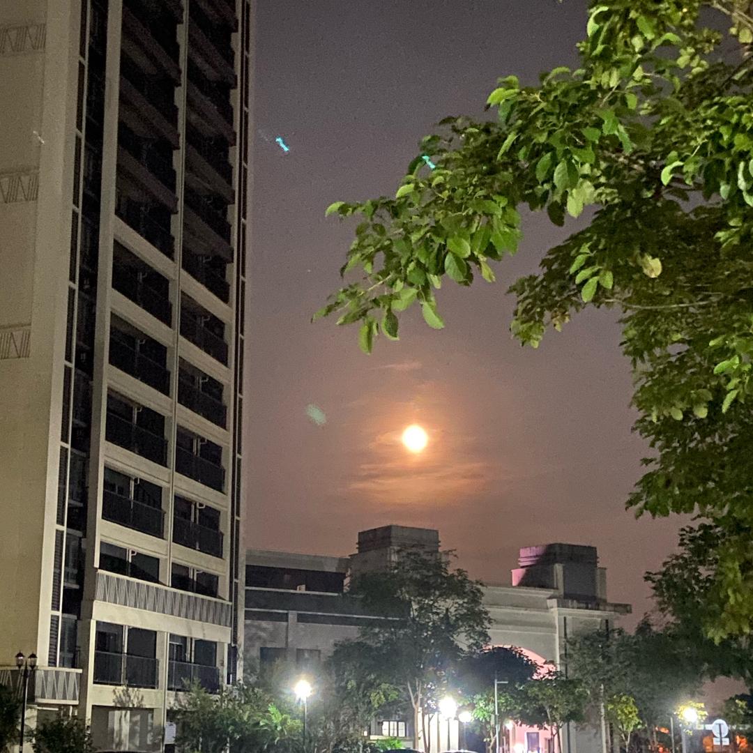 🌸人间清醒🎶🕊