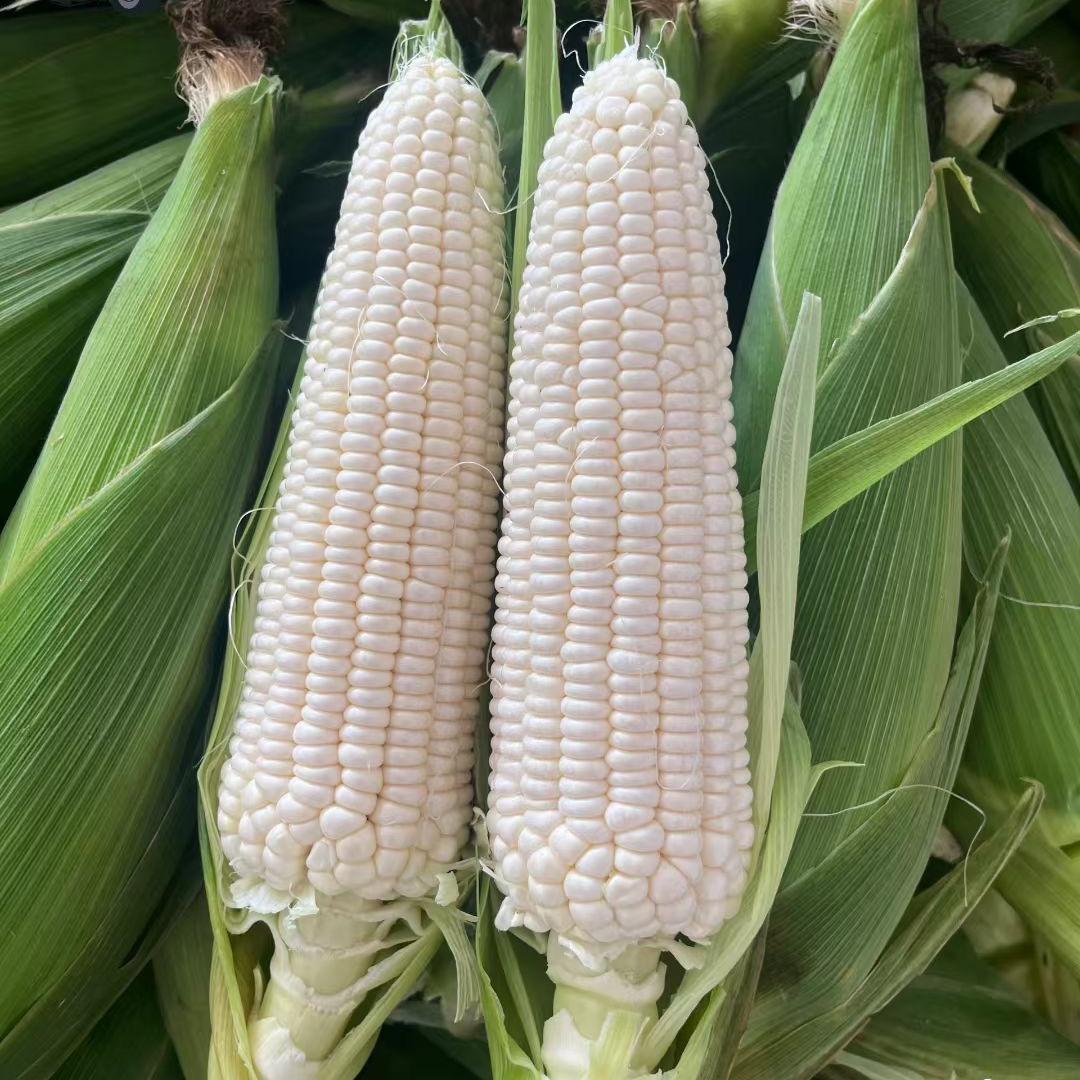 连云港超级甜加糯玉米供应链