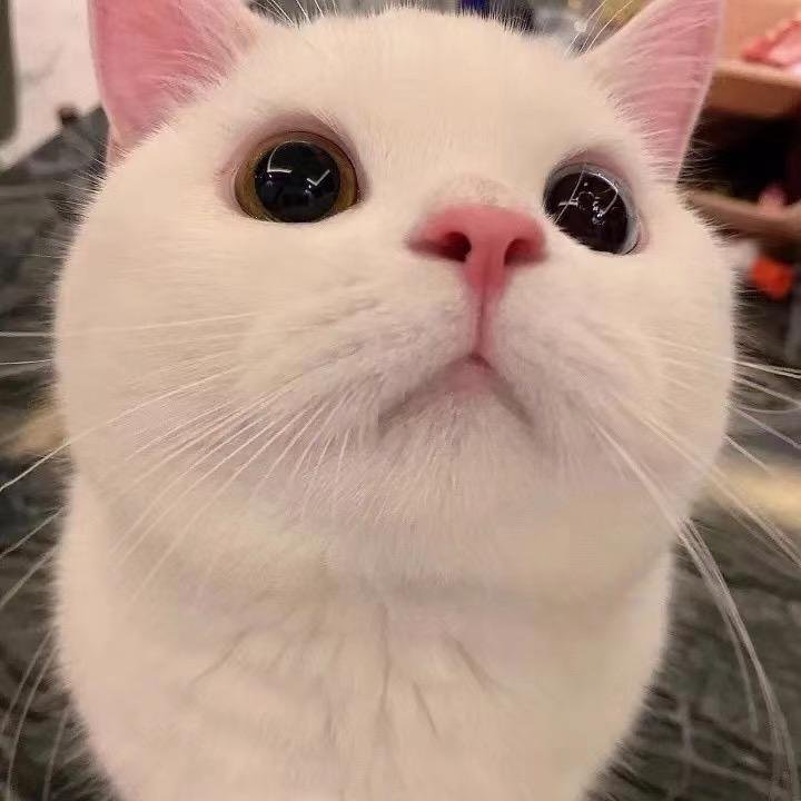 是你🐱猫哥呀