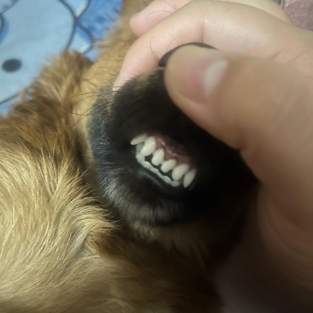 啊连