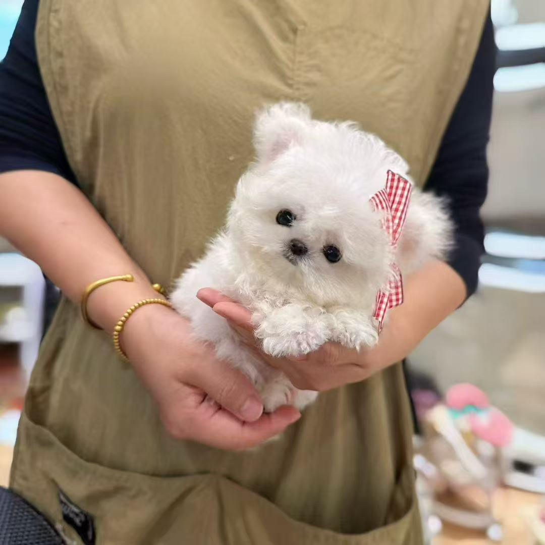 优优家韩系比熊 泰迪熊