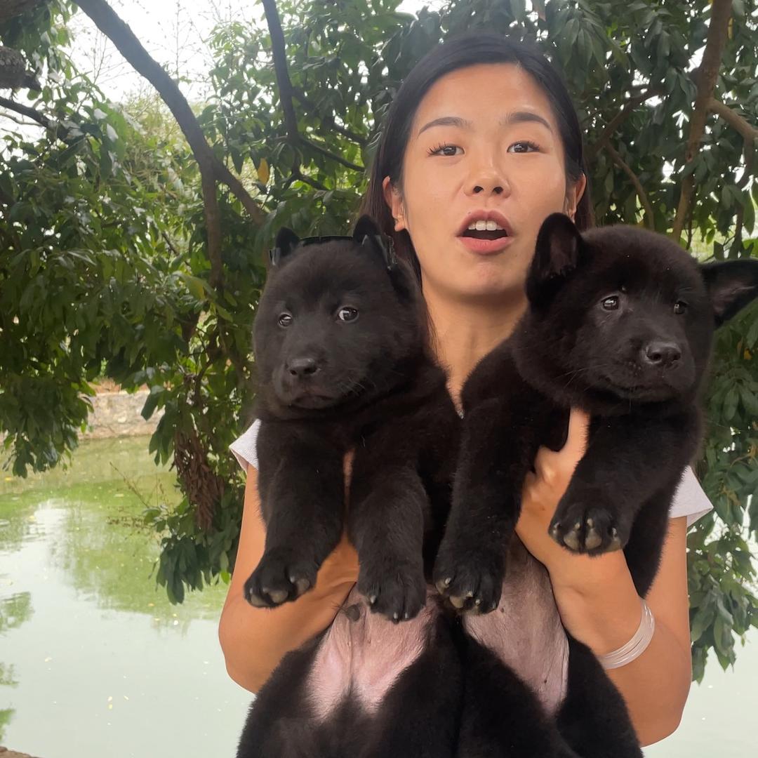 比特犬 大行