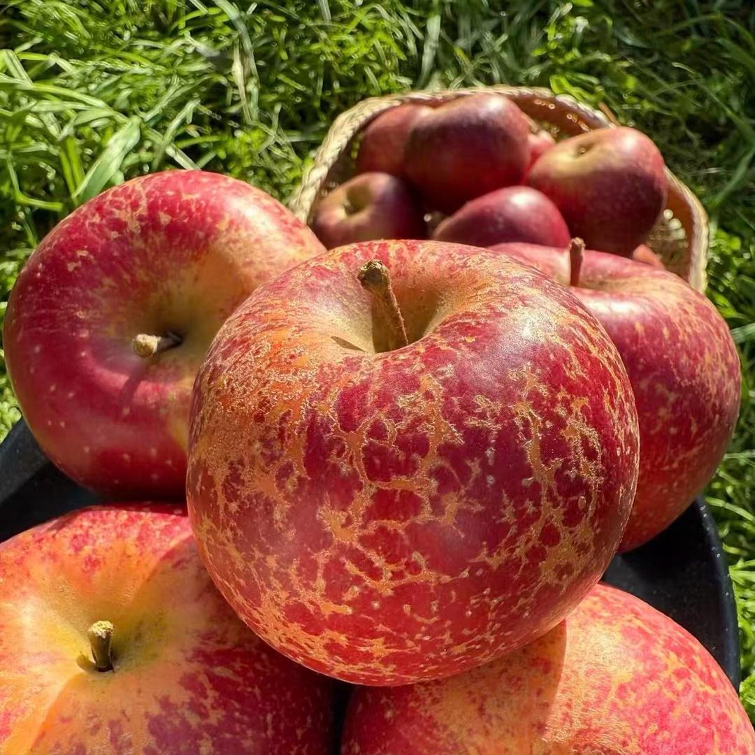 产地原采同城配送