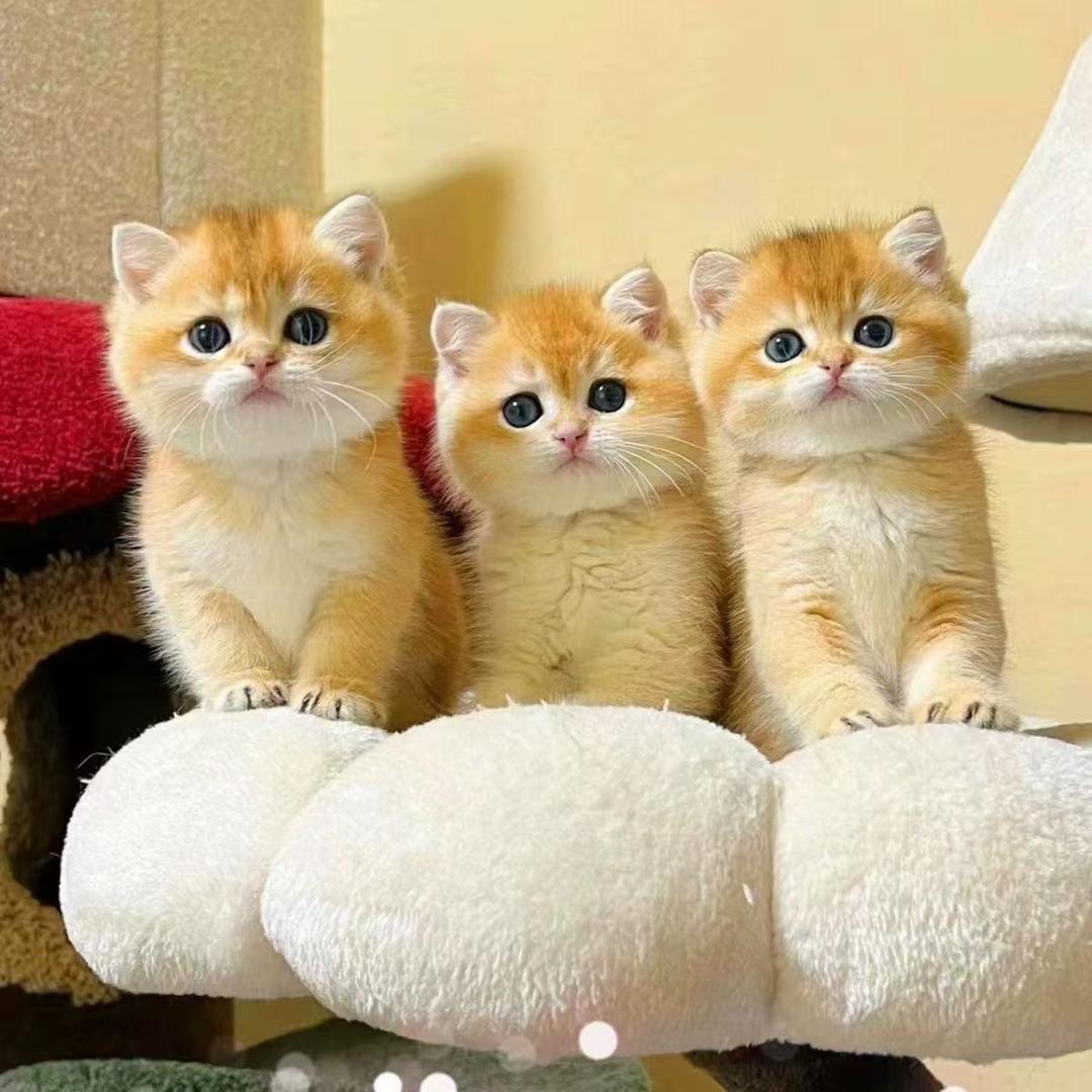 猫颜社（猫咪基地直发）