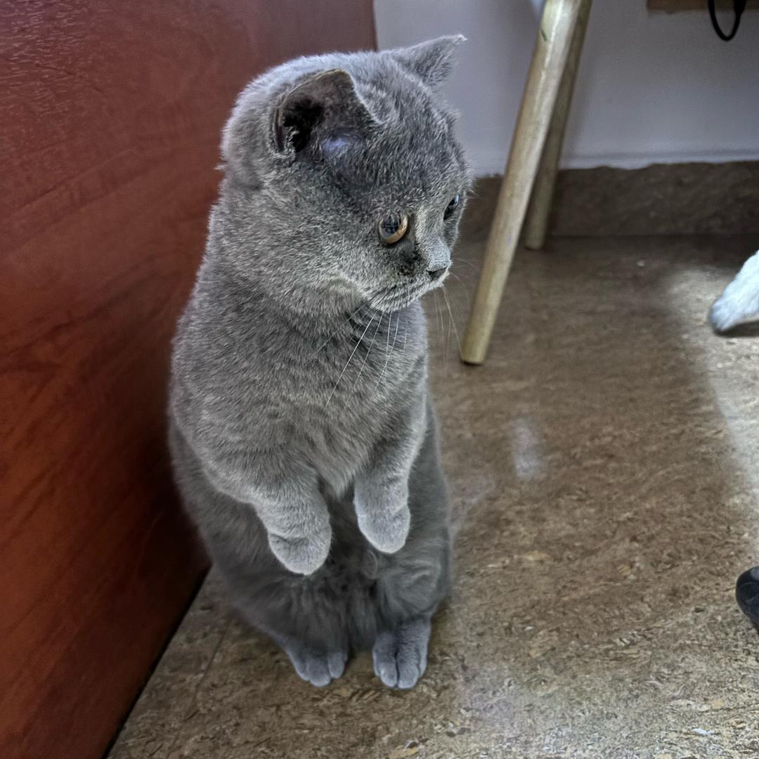 🐱QQ糖℘࿐