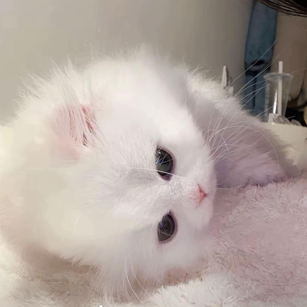 一只猫猫喵