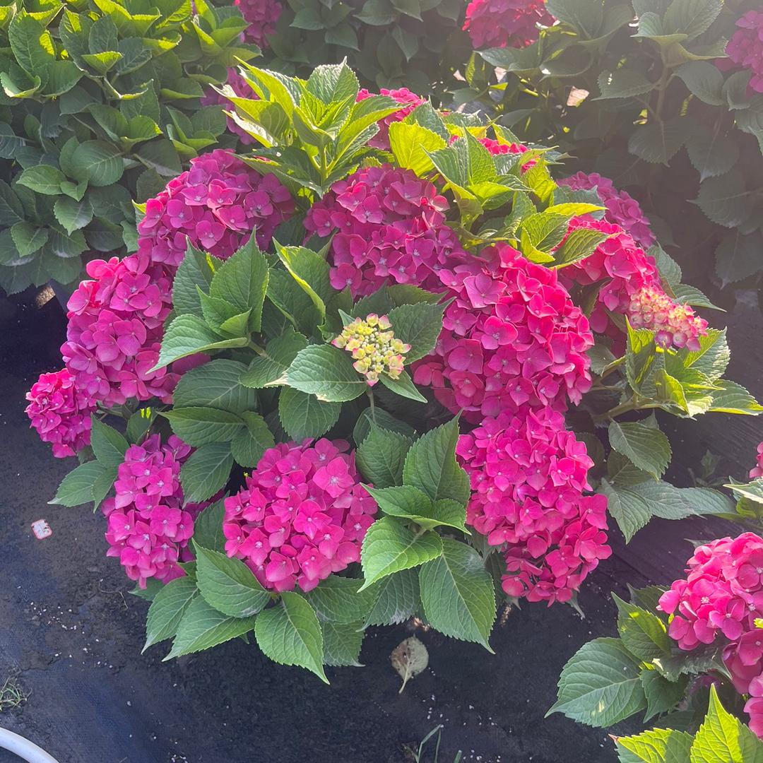 梓漫鲜花房