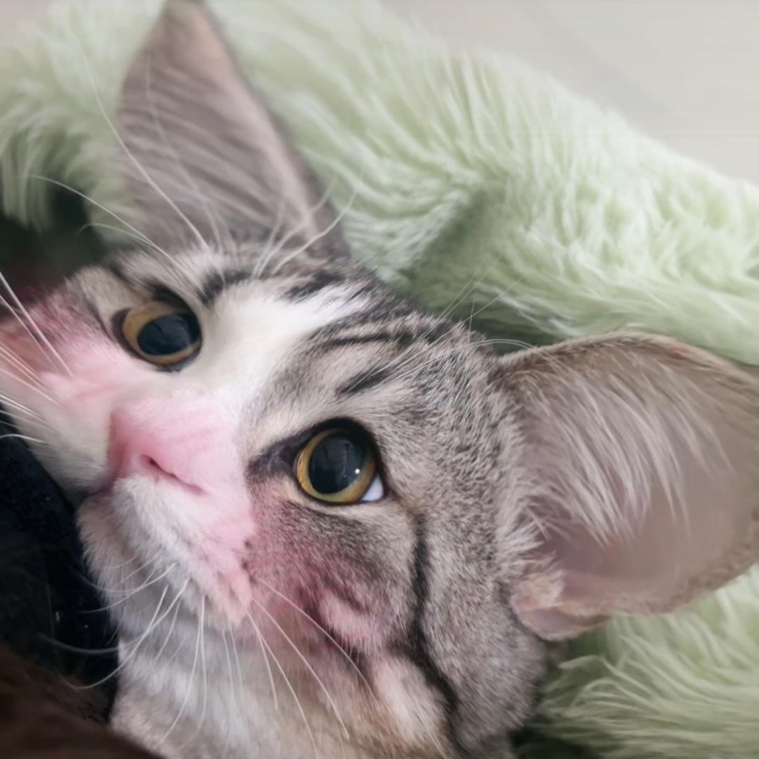 🐼粥粥爱猫猫🐼