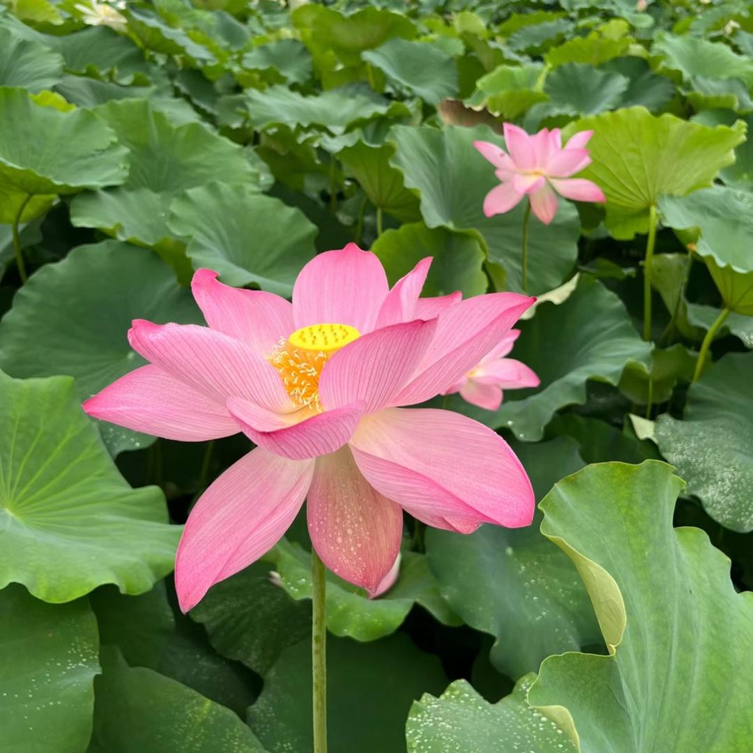 锦福堂
