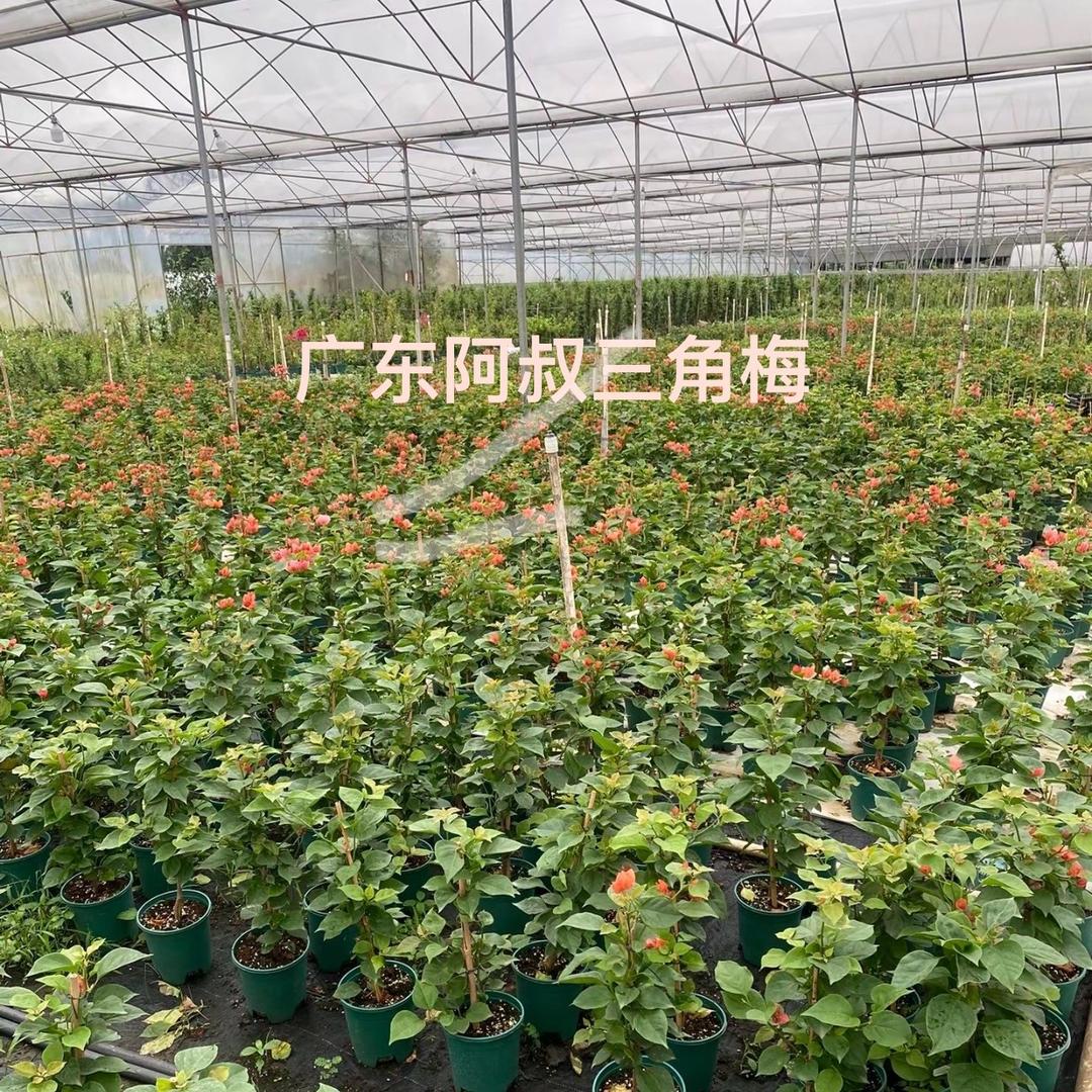 佛山市三水区阿叔园艺种植场
