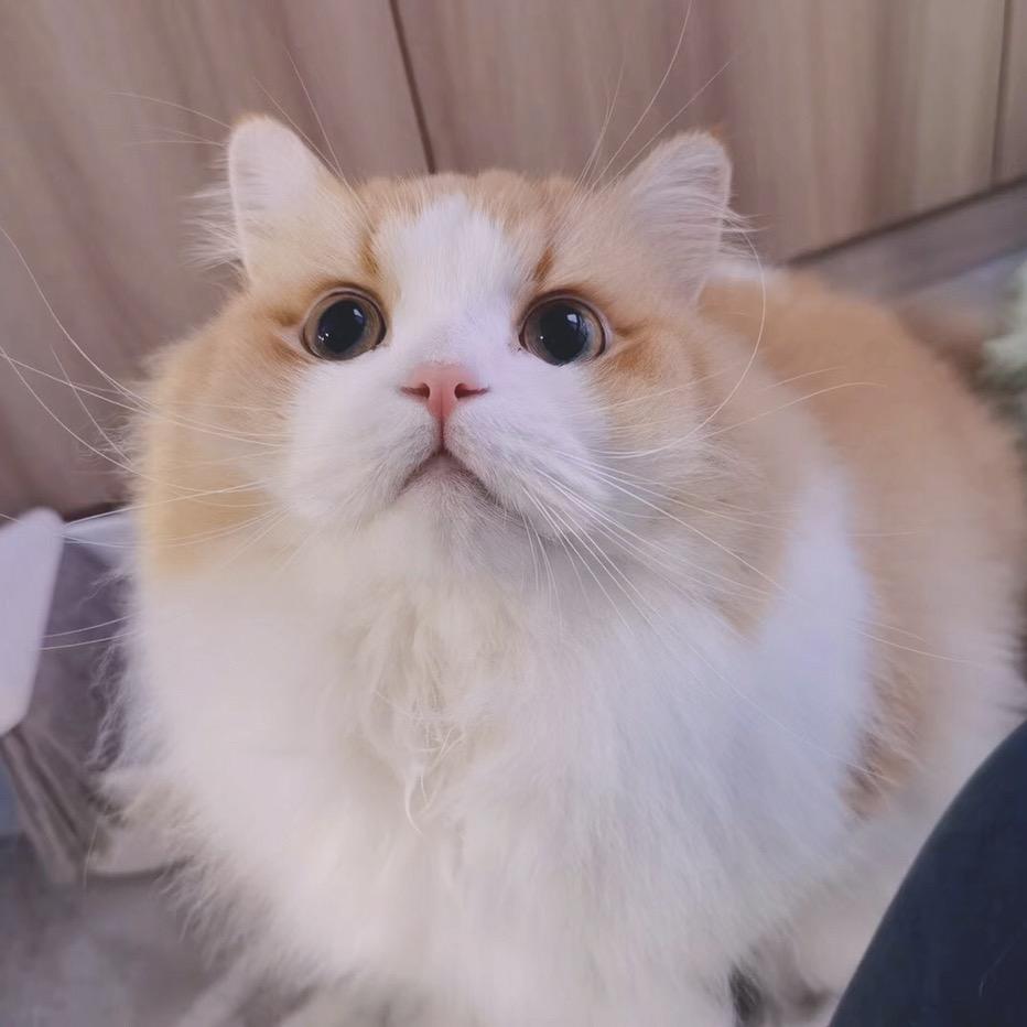 三只超重喵