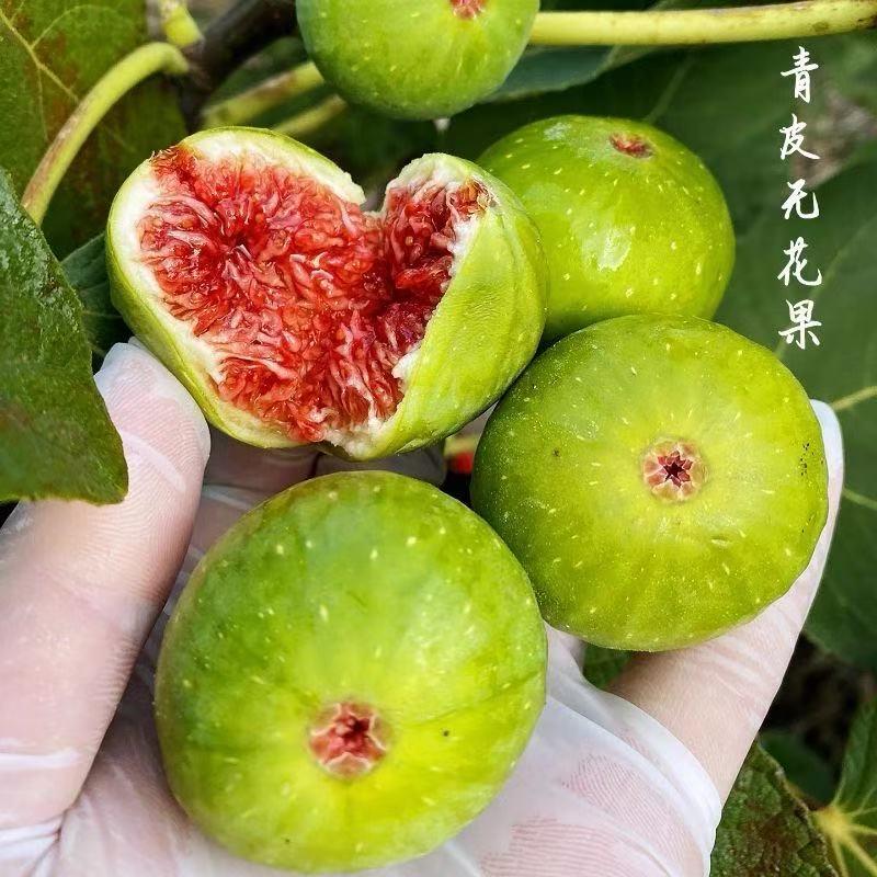 小胖无花果农场