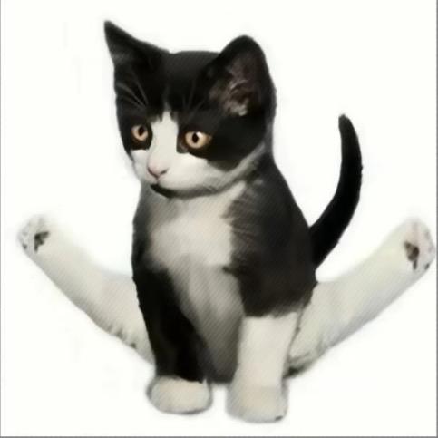体操运动猫猫🐱