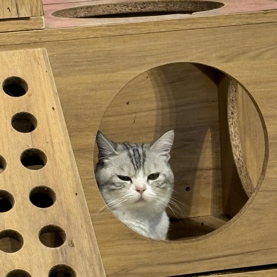 飘飘