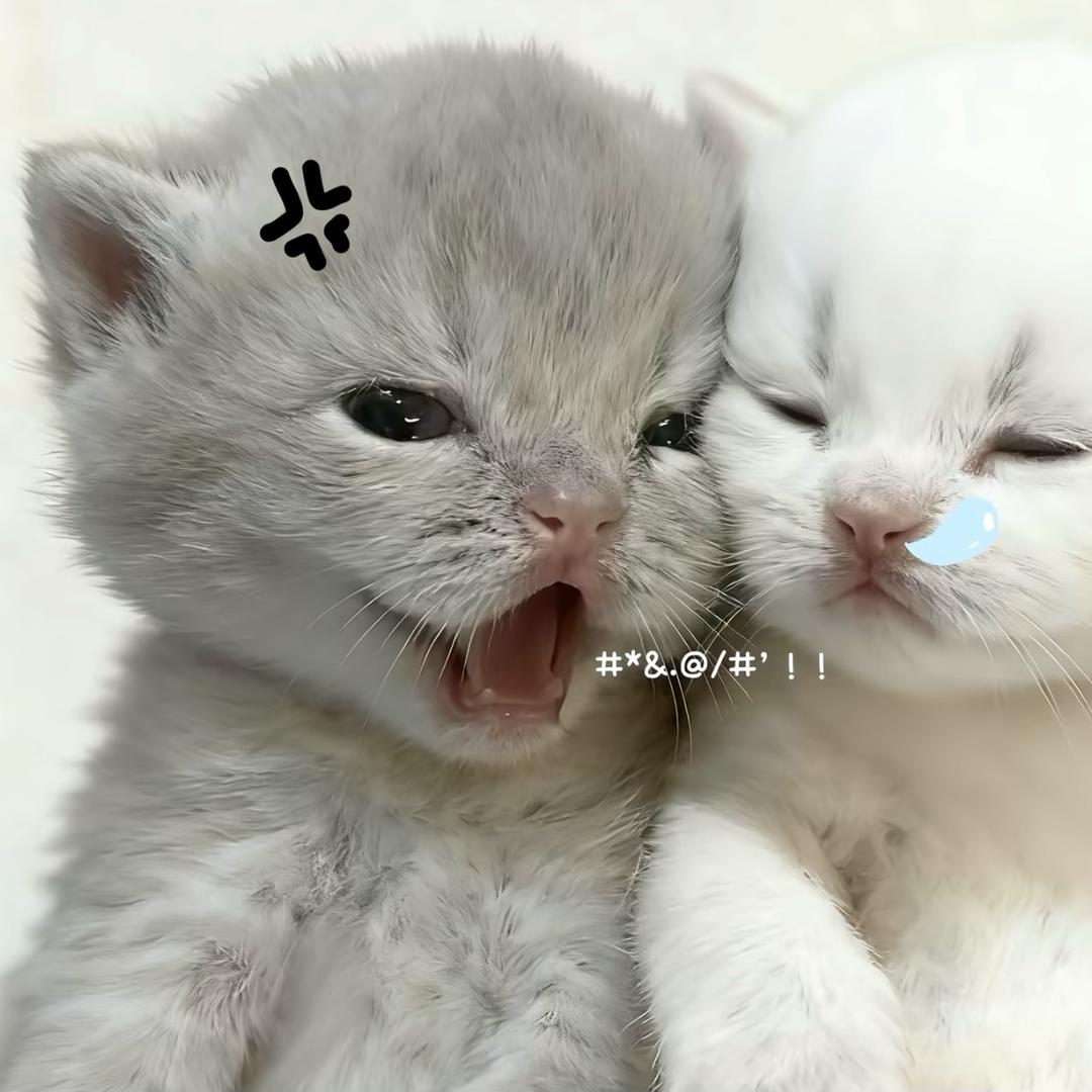 冷鱼淮