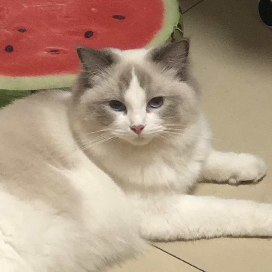 小龙女变成了胖龙