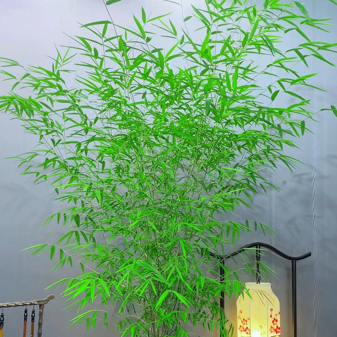 虞家绿植
