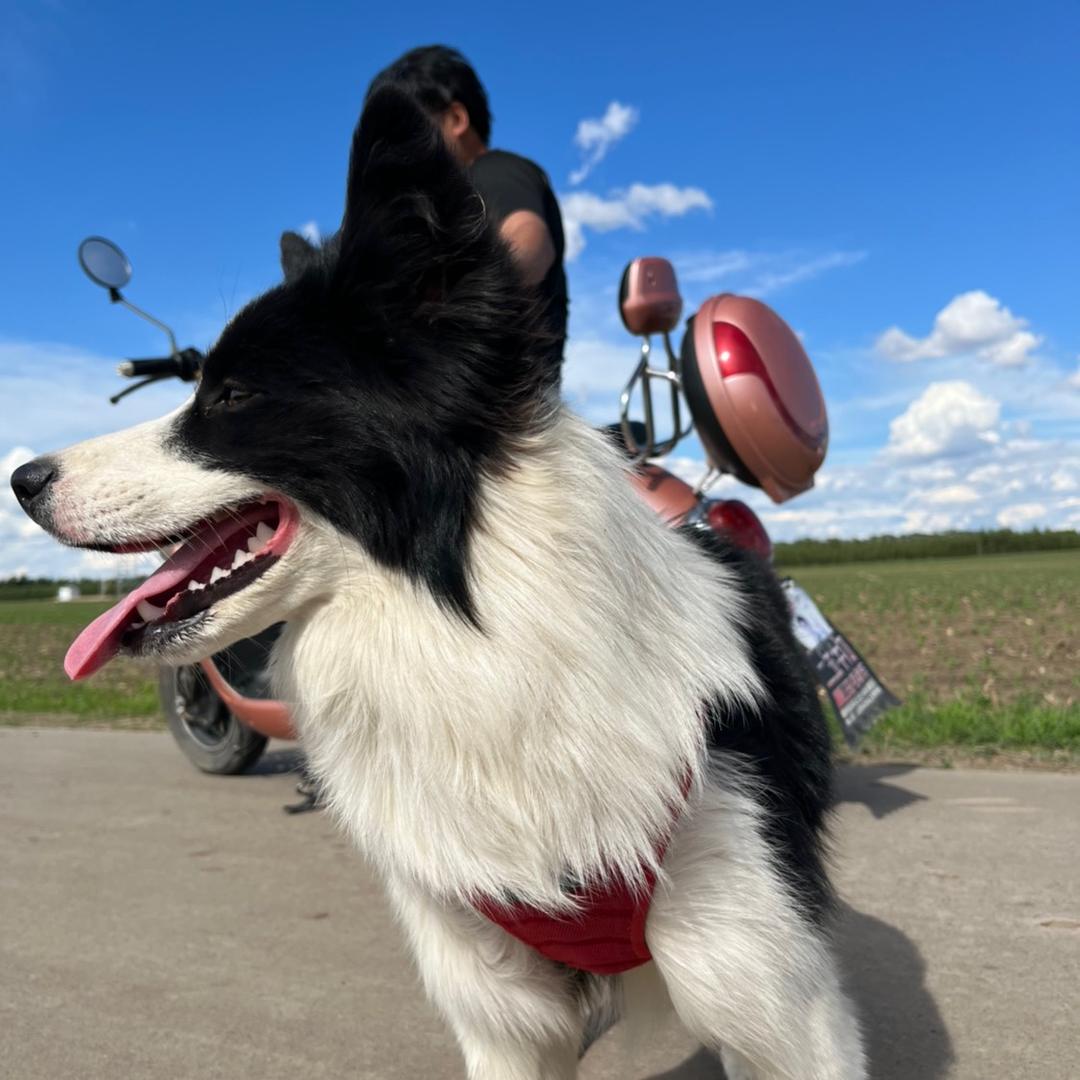 沐沐是雪纳瑞（减肥版）