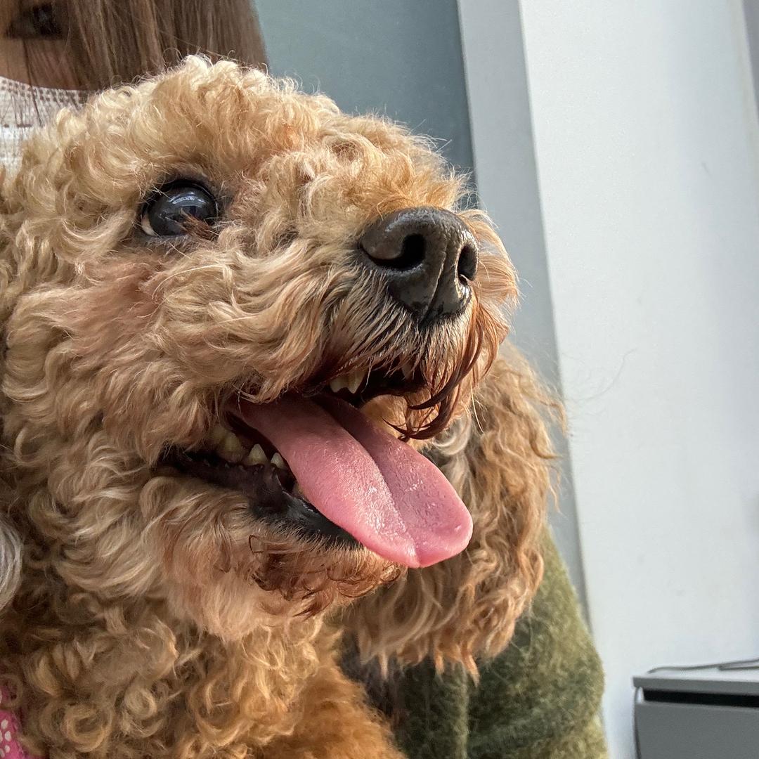 糖豆是个小泰迪