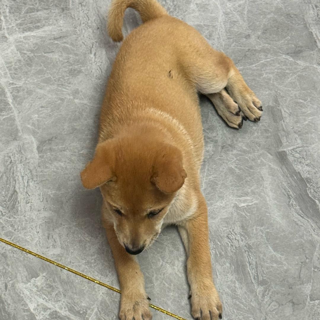 旺仔是只中华田园犬