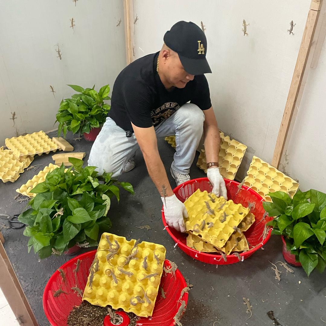 专业壁虎养殖达人