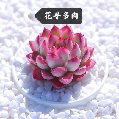 花寻多肉花卉