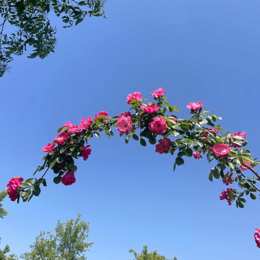 冰糖葫芦