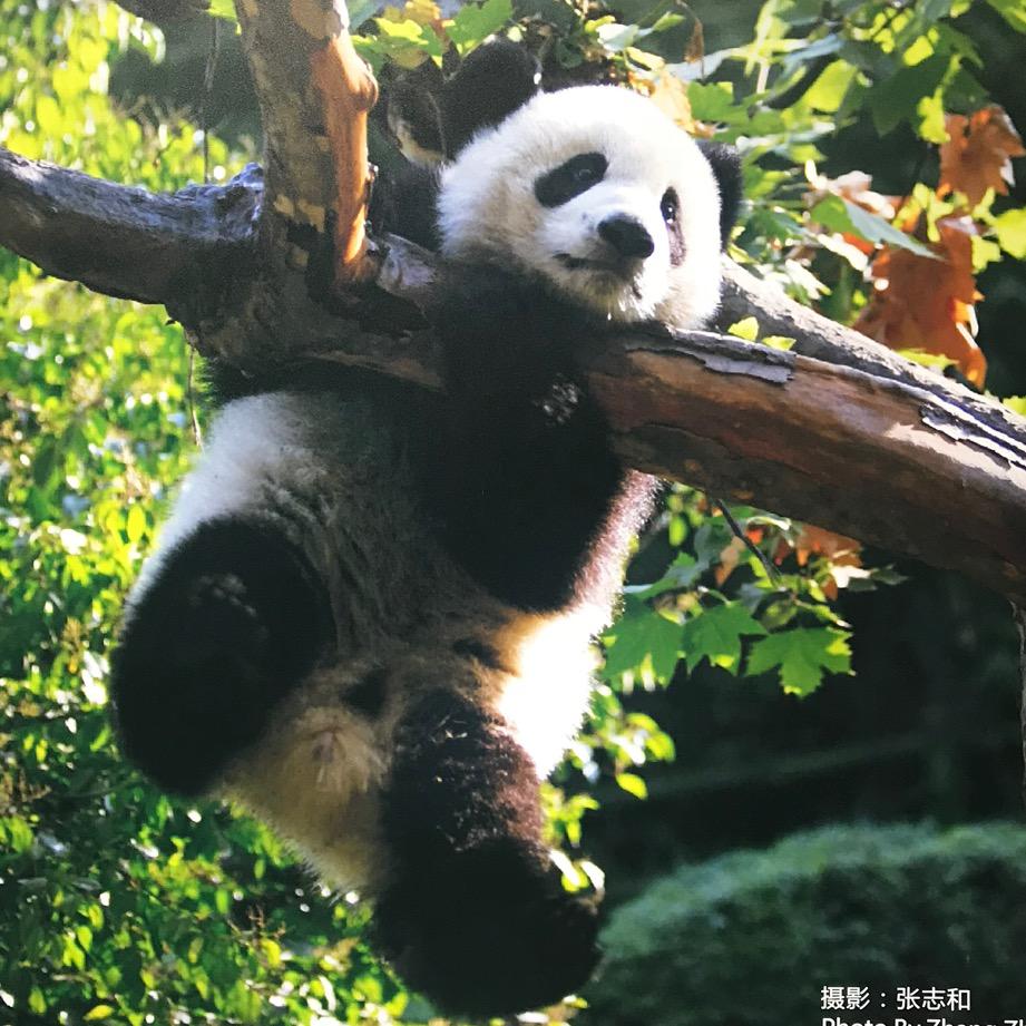 月神的微笑