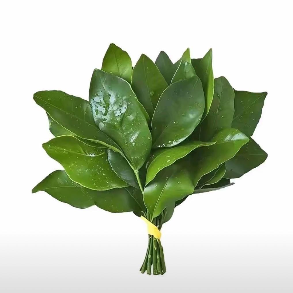 沉默Xin子