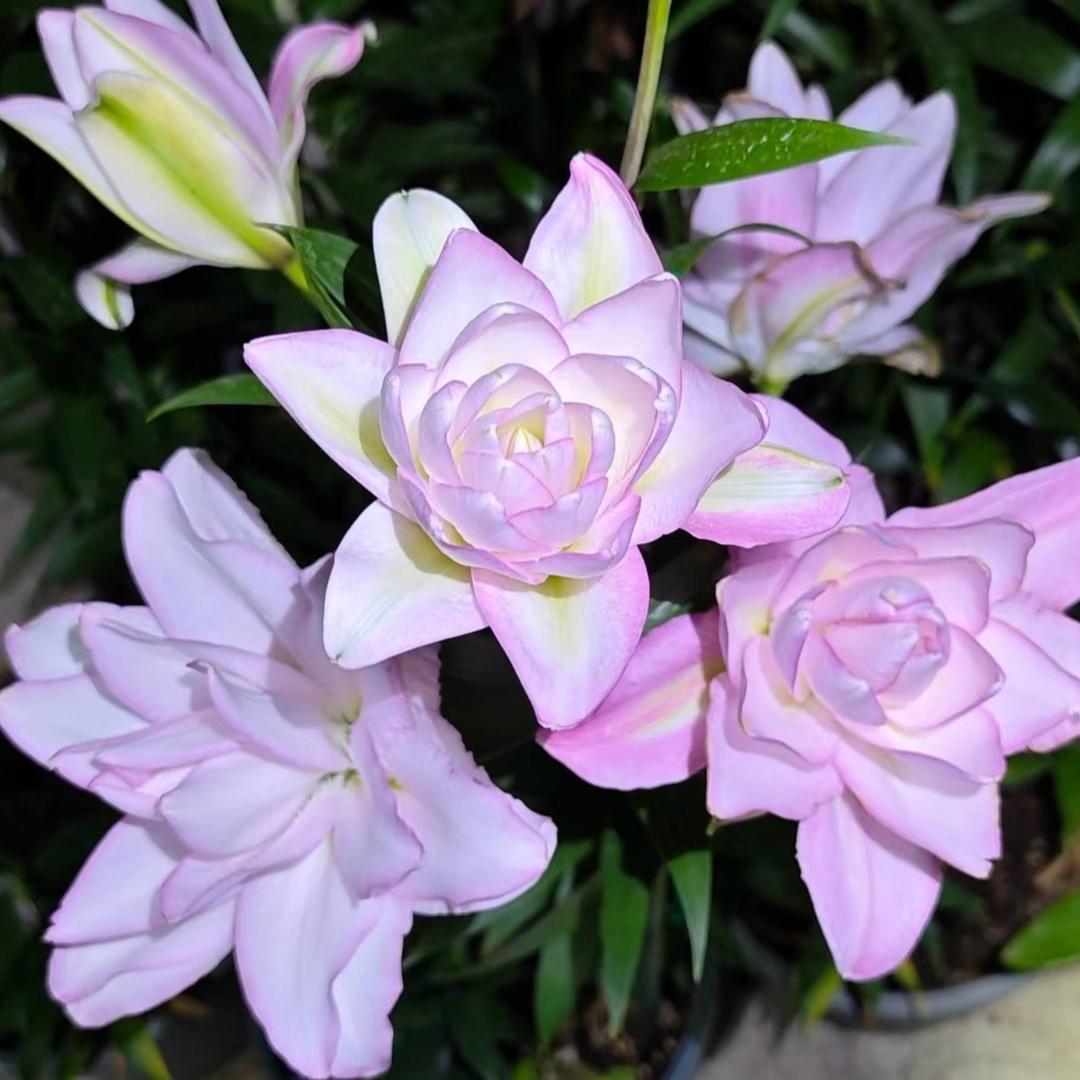 花小田花卉