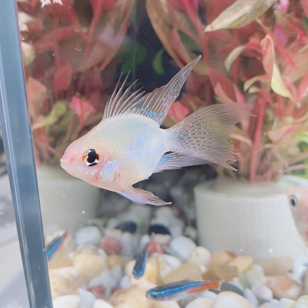 漂漂金波子